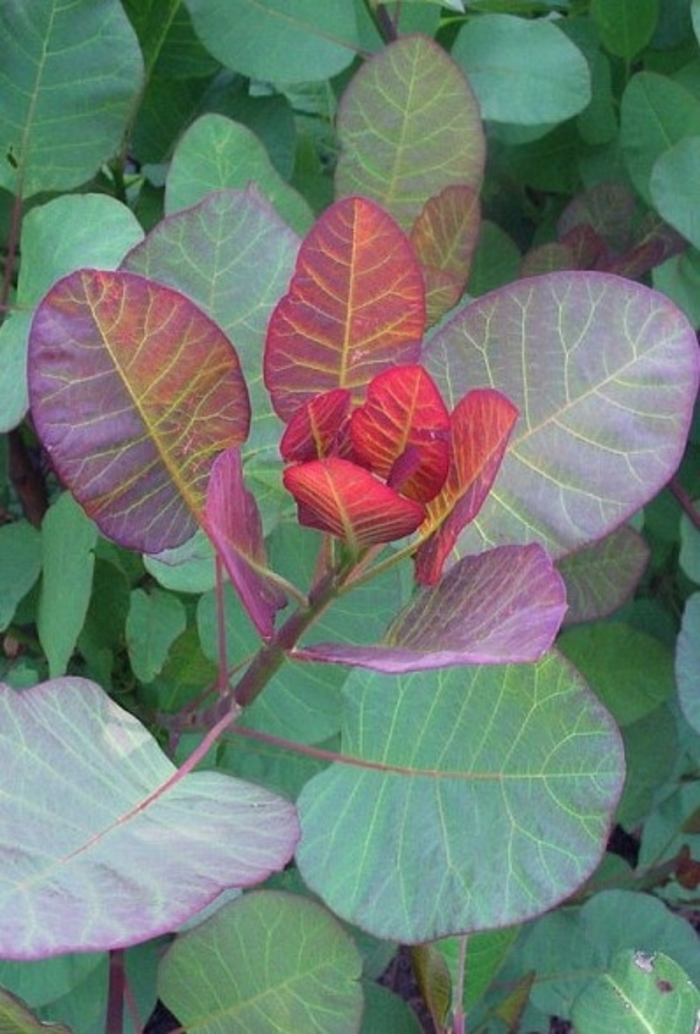 Old Fashioned Smoke Tree - Cotinus coggygria from R&D Wholesale Nursery