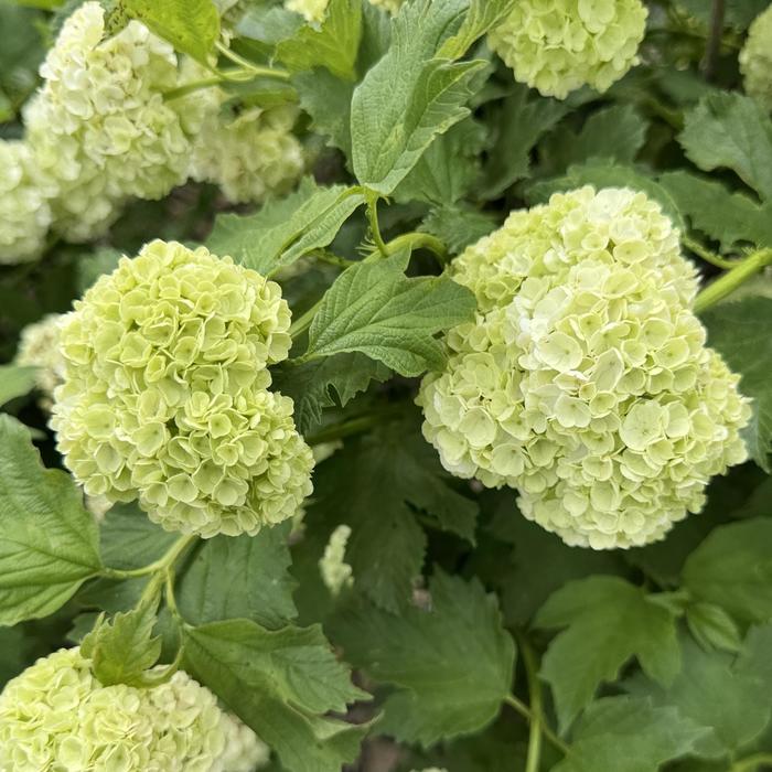 European Snowball Bush - Viburnum opulus 'Roseum' from R&D Wholesale Nursery