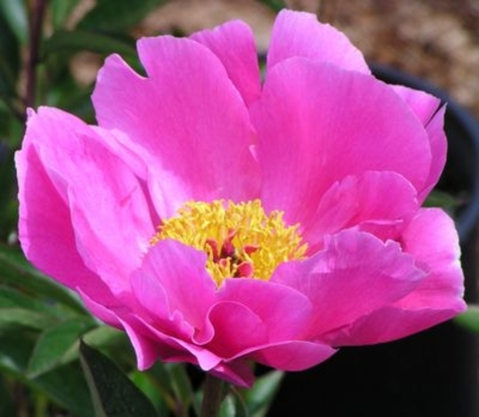 Sparkling Star Peony - Paeonia lactiflora 'Sparkling Star' from R&D Wholesale Nursery