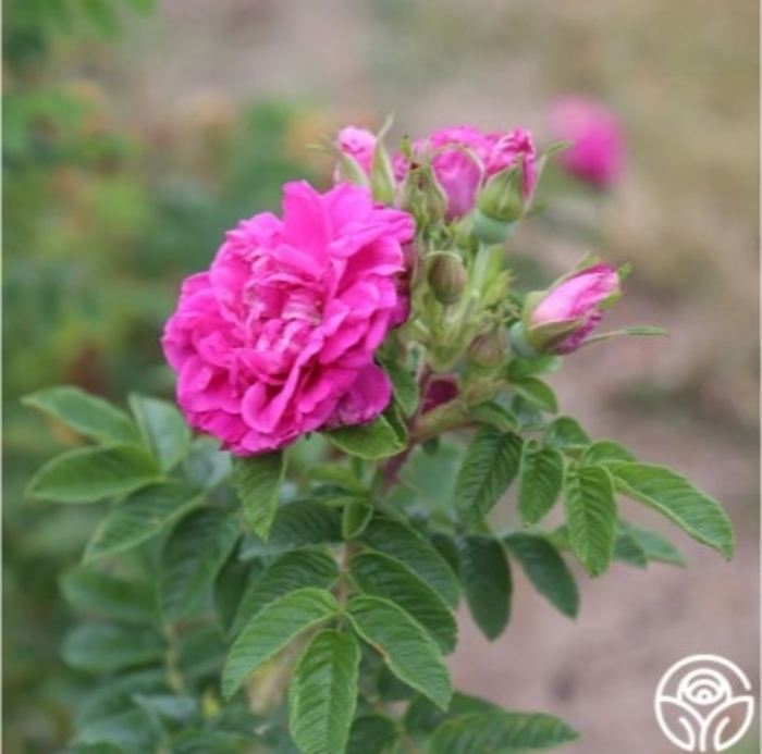 Hansa Rose - Rosa rugosa 'Hansa' from R&D Wholesale Nursery