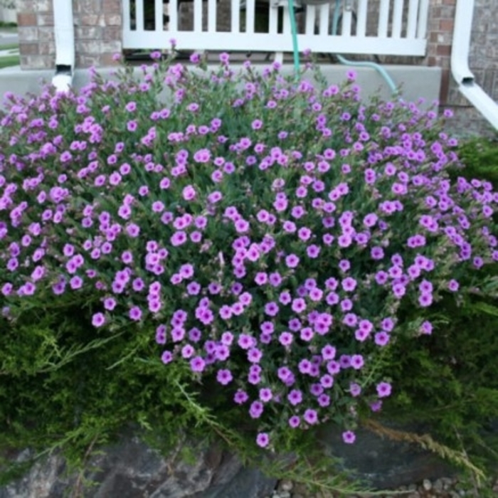Wild Four O'Clock - Mirabilis multiflora from R&D Wholesale Nursery