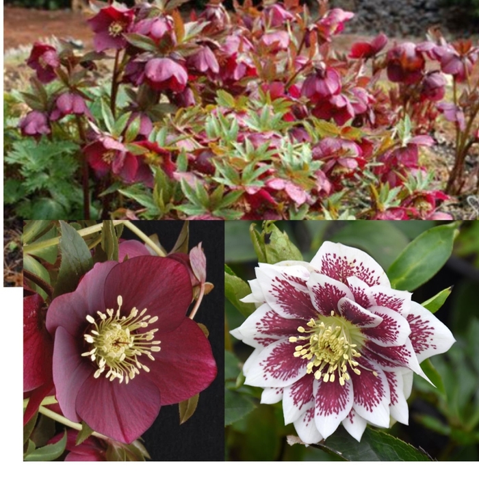 Assorted Hellebores - Helleborus from R&D Wholesale Nursery