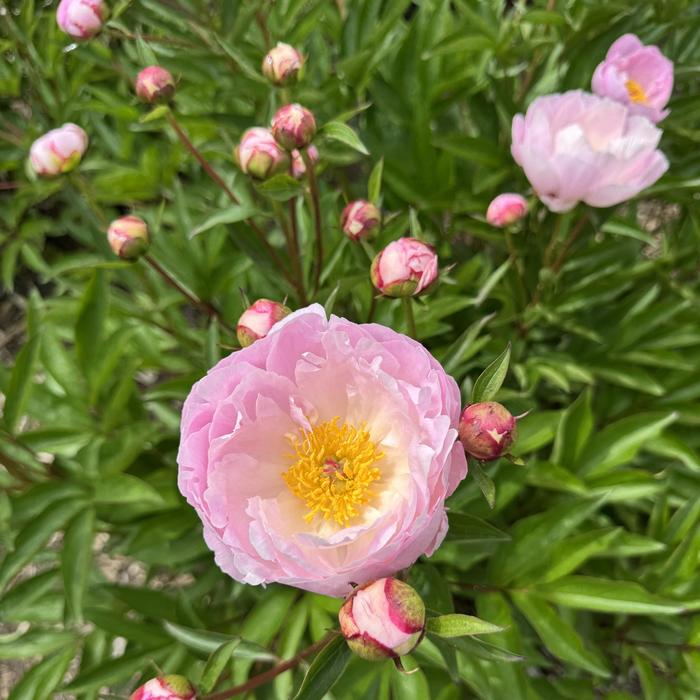 Roselette Peony - Paeonia ‘Roselette’ from R&D Wholesale Nursery