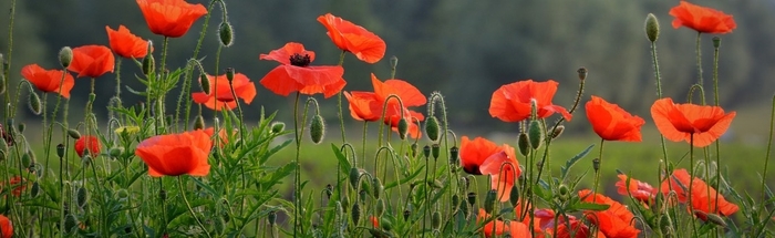 Oriental Poppy - Papaver orientale from R&D Wholesale Nursery