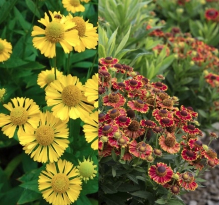 Assorted Sneezeweed - Helenium autumnale from R&D Wholesale Nursery