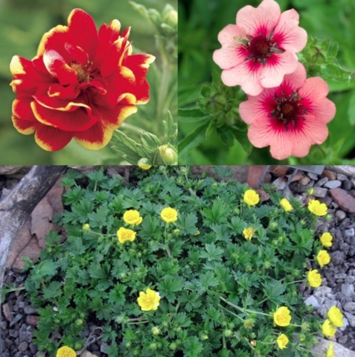 Assorted Cinquefoil - Potentilla hybrid from R&D Wholesale Nursery