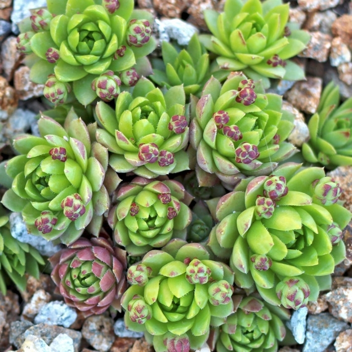 Assorted Hens and Chicks - Sempervivum 'Assorted' from R&D Wholesale Nursery
