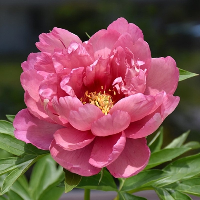 'Pink Double Dandy' - Paeonia (Itoh Peony) from R&D Wholesale Nursery