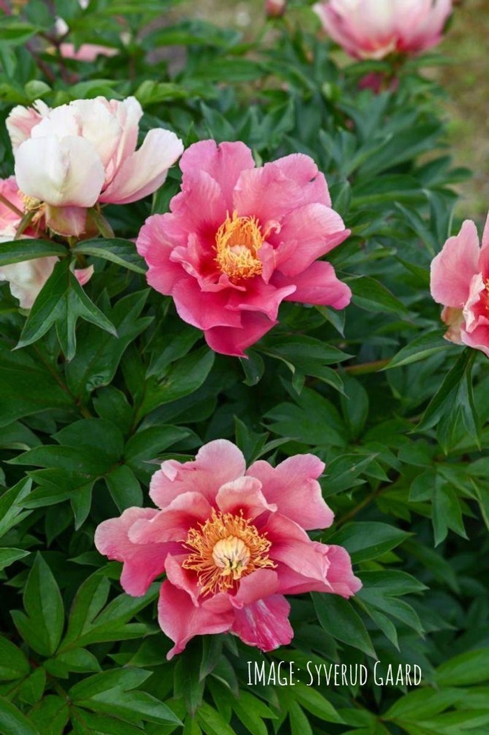 Sunset and Rainbows Itoh Peony - Paeonia Itoh 'Sunset and Rainbows' from R&D Wholesale Nursery
