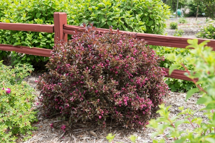 Shining Sensation™ - Weigela florida from R&D Wholesale Nursery