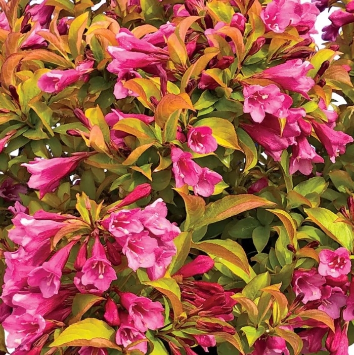Prism™ Magic Carpet Weigela - Weigela from R&D Wholesale Nursery