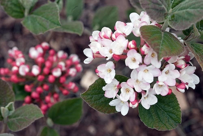 Korean Spice Viburnum - Viburnum carlesii from R&D Wholesale Nursery