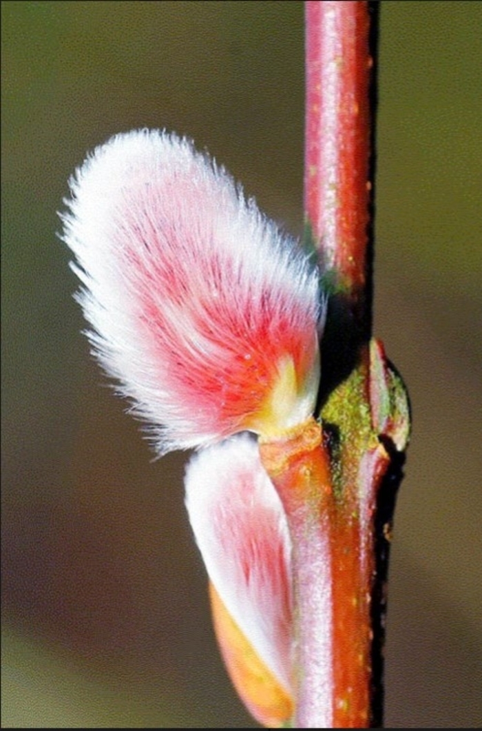 Marquette French Pussy Willow - Salix from R&D Wholesale Nursery