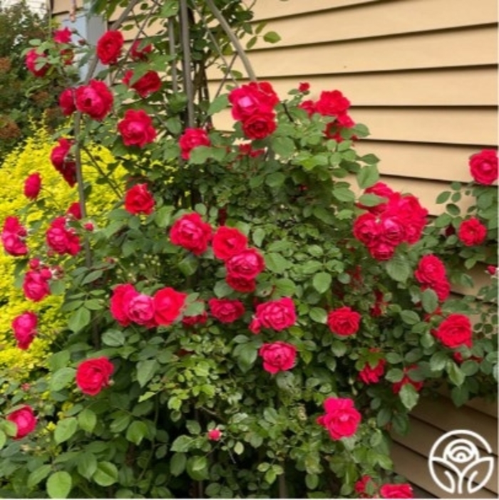 Blaze Improved Climbing Rose - Rosa 'Blaze' from R&D Wholesale Nursery