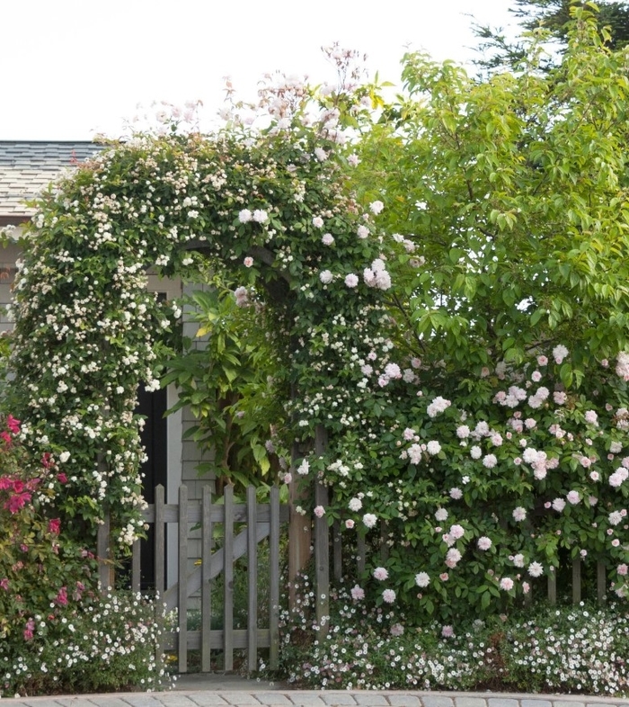 Cecile Brunner Climbing Rose - Rosa 'Cecile Brunner' from R&D Wholesale Nursery