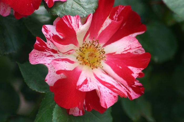 Fourth of July Climbing Rose - Rosa from R&D Wholesale Nursery