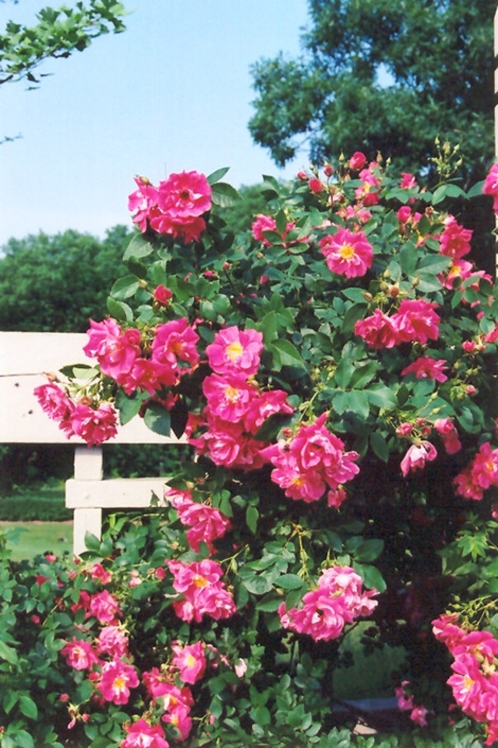 William Baffin Climbing Rose - Rosa from R&D Wholesale Nursery