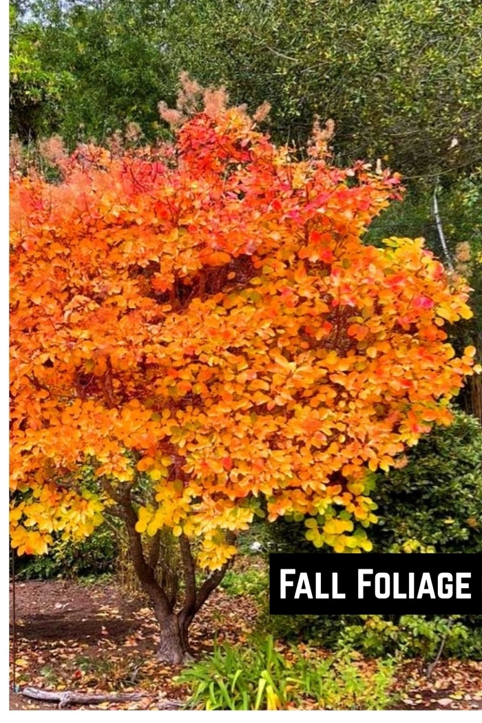 Golden Spirit Smoke Tree - Cotinus coggygria from R&D Wholesale Nursery