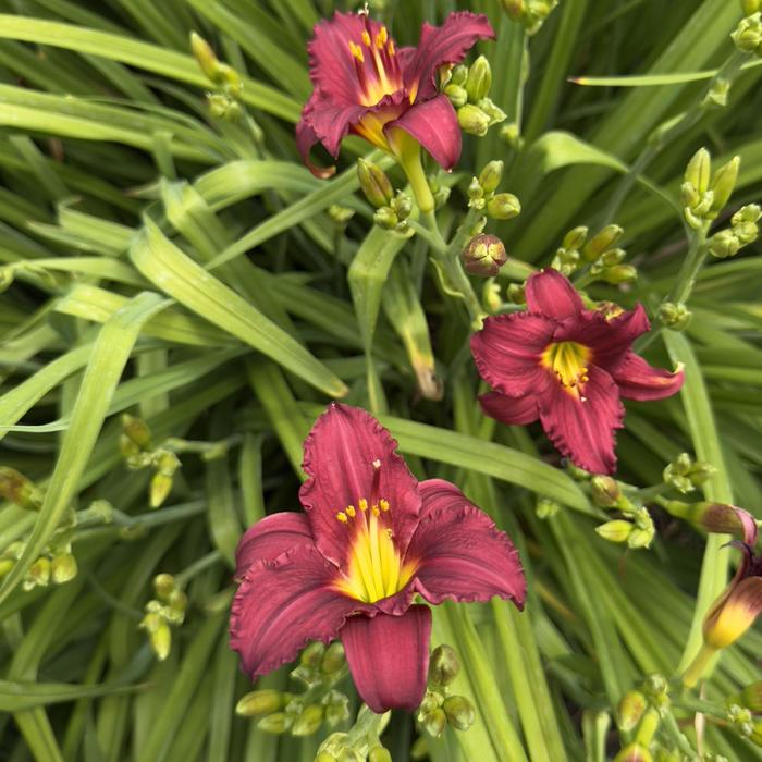 'Pardon Me' Daylily - Hemerocallis from R&D Wholesale Nursery