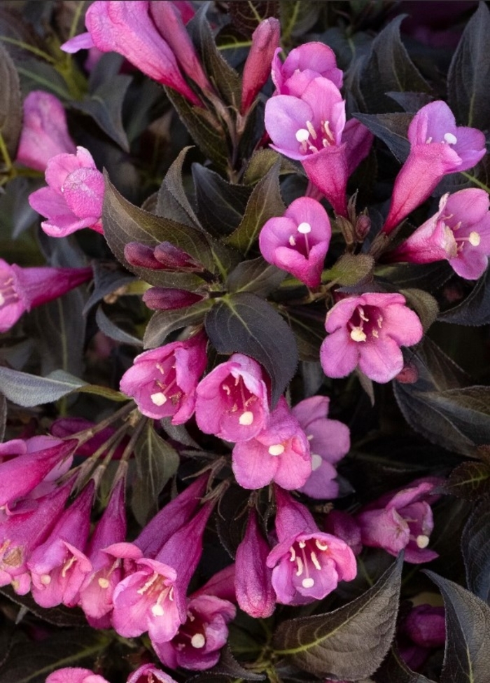 Dark Horse Weigela - Weigela florida from R&D Wholesale Nursery