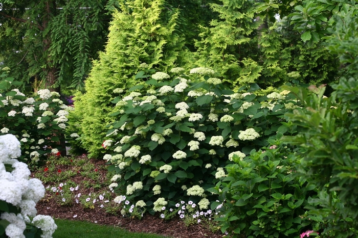 'Lime Rickey®' Smooth Hydrangea - Hydrangea arborescens from R&D Wholesale Nursery