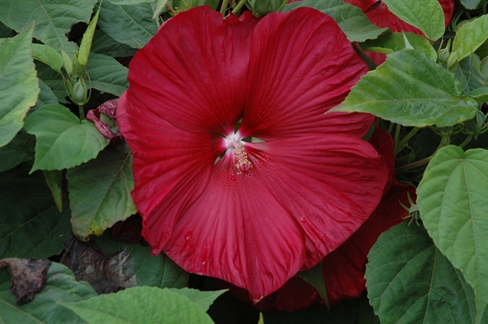 Honeymoon™ 'Deep Red' - Hibiscus moscheutos (Rose Mallow) from R&D Wholesale Nursery