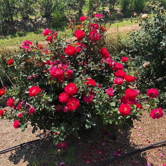 Cinnamon Hearts&trade; Rose - Rosa from R&D Wholesale Nursery