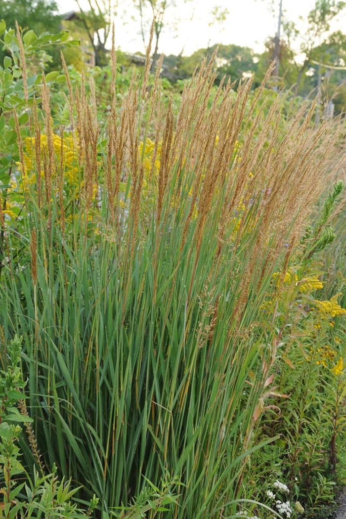 Thin Man Indian Grass - Sorghastrum nutans from R&D Wholesale Nursery