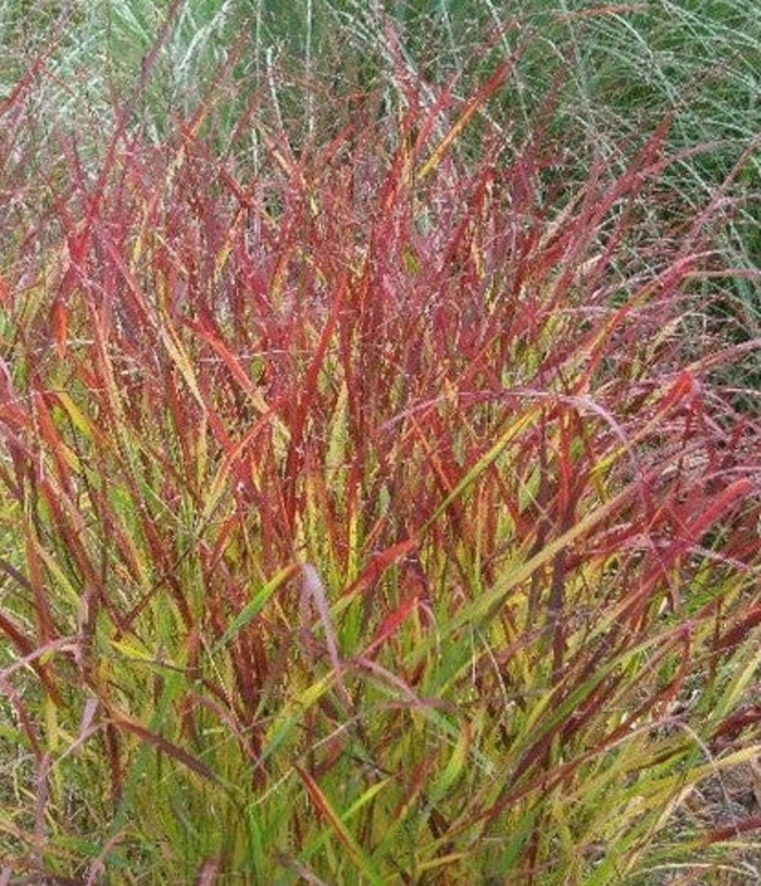 'Blood Brothers' Switch Grass - Panicum virgatum from R&D Wholesale Nursery
