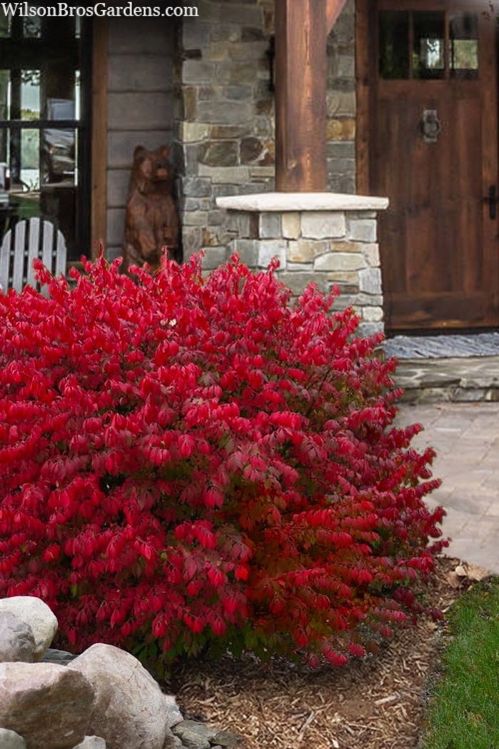 Little Moses™ Dwarf Burning Bush - Euonymus alatus from R&D Wholesale Nursery