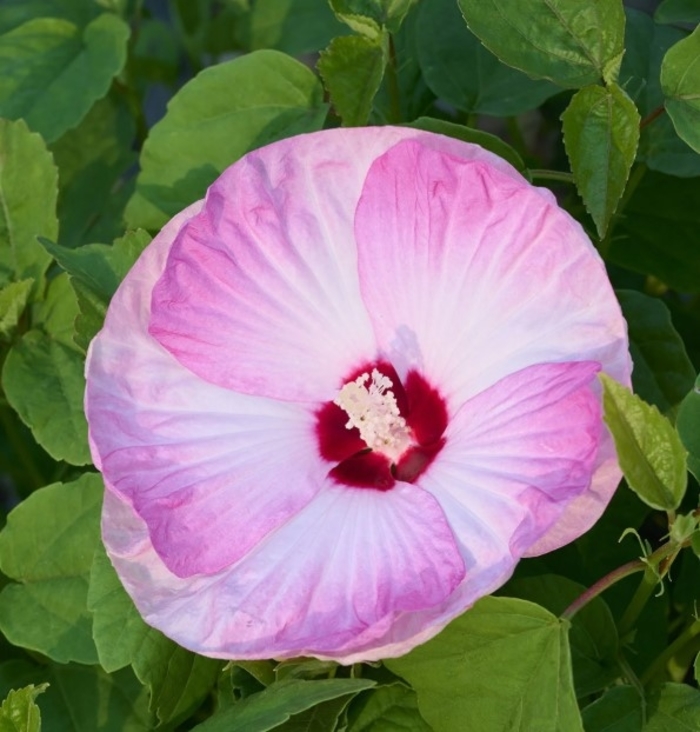 Honeymoon Light Rose Hibiscus - Hibiscus moscheutos 'Honeymoon Light Rose' from R&D Wholesale Nursery
