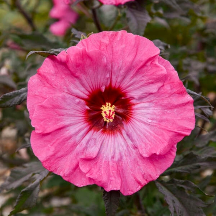 Inner Glow Rose Mallow - Hibiscus 'Inner Glow' from R&D Wholesale Nursery