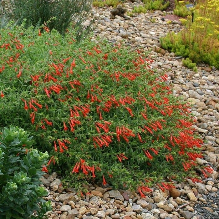 Orange Carpet® Creeping Hummingbird Trumpet - Zauschneria garrettii from R&D Wholesale Nursery