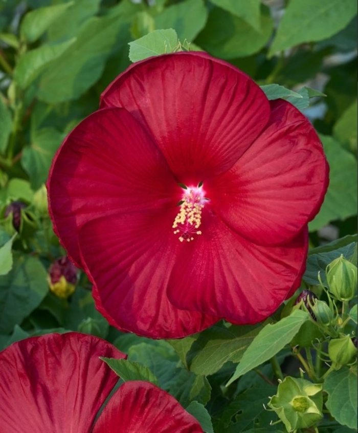 Honeymoon Deep Red Hibiscus - Hibiscus moscheutos 'Ambizu' from R&D Wholesale Nursery