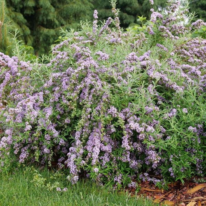 Mop Top™ Butterfly Bush - Buddleia alternifolia from R&D Wholesale Nursery