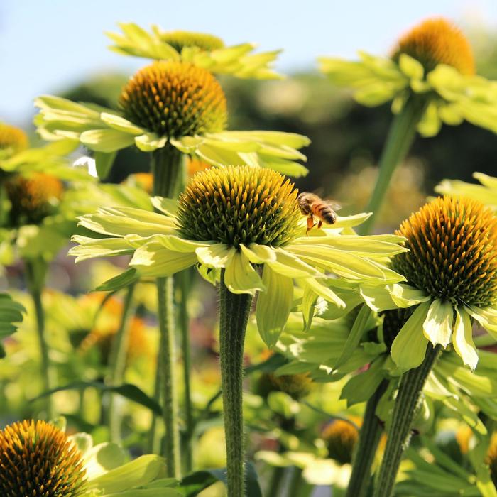 Kismet&reg; 'Kiwi' - Echinacea (Coneflower) from R&D Wholesale Nursery
