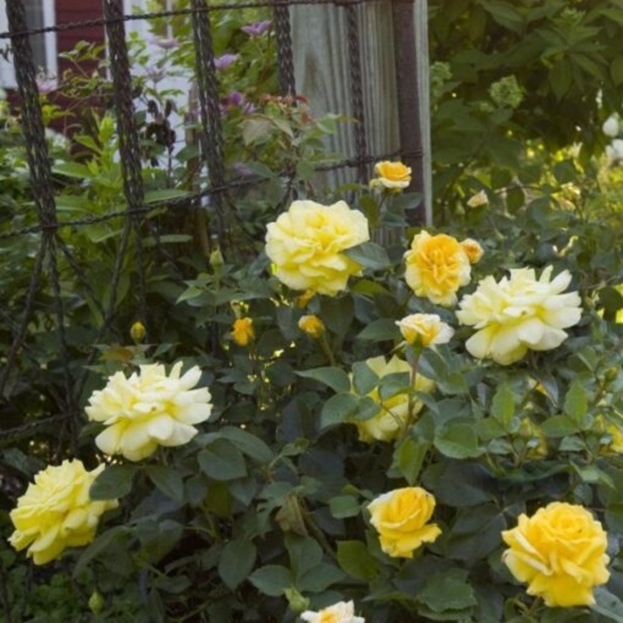 High Voltage Easy Elegance Yellow Rose - Rosa Balage 'High Voltage' from R&D Wholesale Nursery