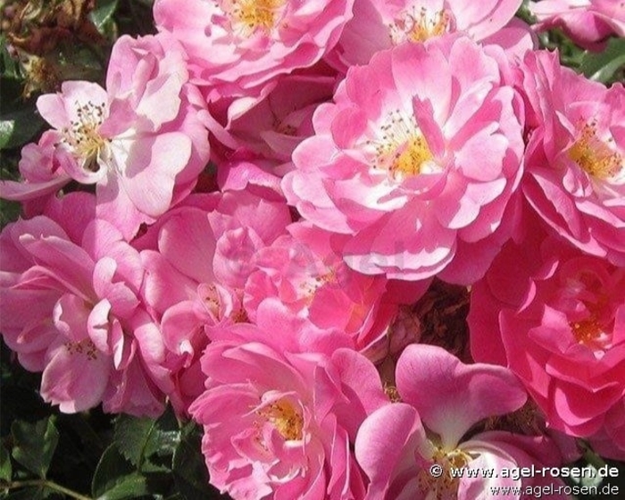 Magic Mediland Rose - Rosa Magic Mediland from R&D Wholesale Nursery