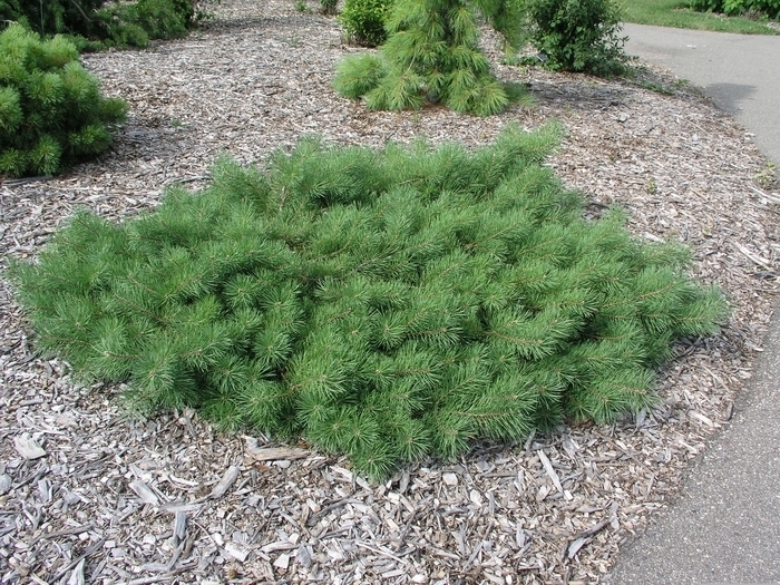 Hillside Creeper Pine (Standard) - Pinus sylvestris 'Hillside Creeper Standard' from R&D Wholesale Nursery