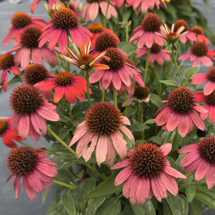 Prairie Blaze&trade; Orange Sunset Coneflower - Echinacea purpurea from R&D Wholesale Nursery