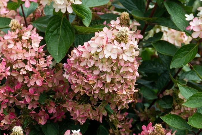 'Flare&trade;' Panicle Hydrangea - Hydrangea paniculata from R&D Wholesale Nursery