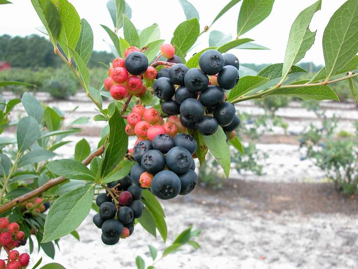 'Nocturne' Blueberry - Vaccinium from R&D Wholesale Nursery