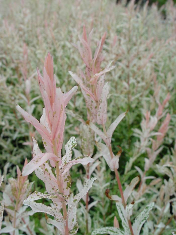 Nishiki Willow - Salix integra 'Hakuro-Nishiki' from R&D Wholesale Nursery