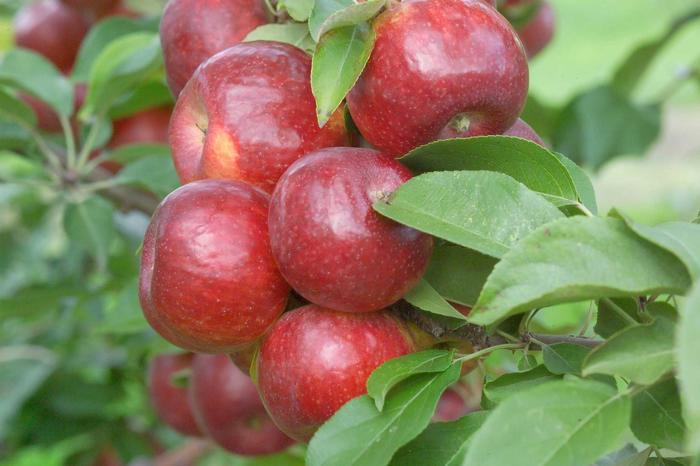 'Frostbite' Apple - Malus domestica from R&D Wholesale Nursery