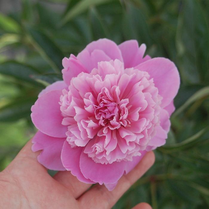 'Madame Emile Debatene' Peony - Paeonia from R&D Wholesale Nursery