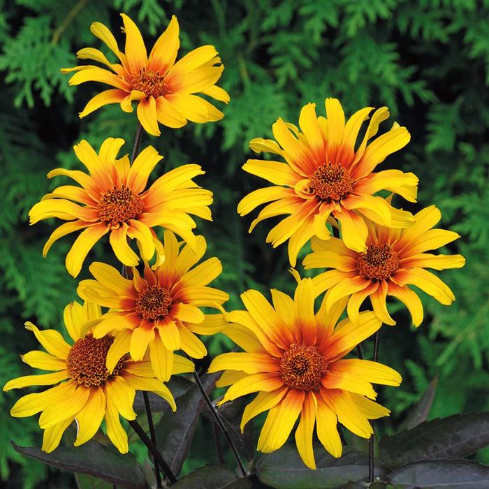 'Burning Hearts' False Sunflower - Heliopsis helianthoides v. scabra from R&D Wholesale Nursery