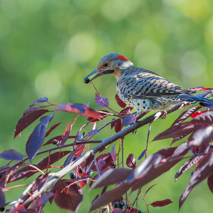 Canada Red Chokecherry - Prunus virginiana from R&D Wholesale Nursery