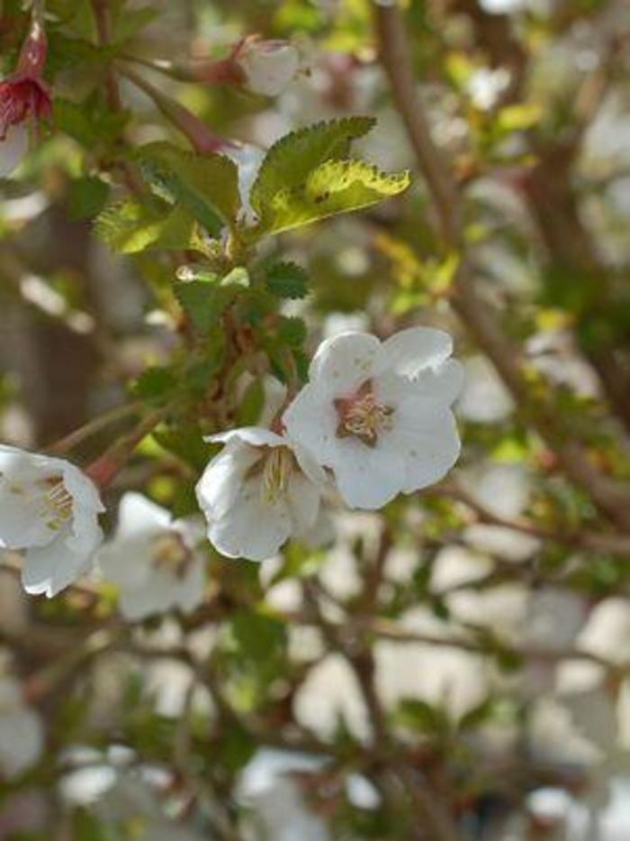 'Little Twist&reg;' Fuji Cherry - Prunus incisia from R&D Wholesale Nursery