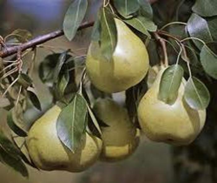 Anjou Pear - Pyrus communis 'D'Anjou' from R&D Wholesale Nursery