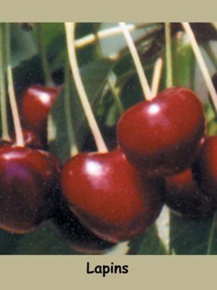 Lapins Sweet Cherry - Prunus avium 'Lapins' from R&D Wholesale Nursery